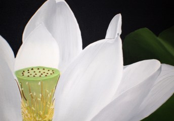 lotus flower white closeup 2